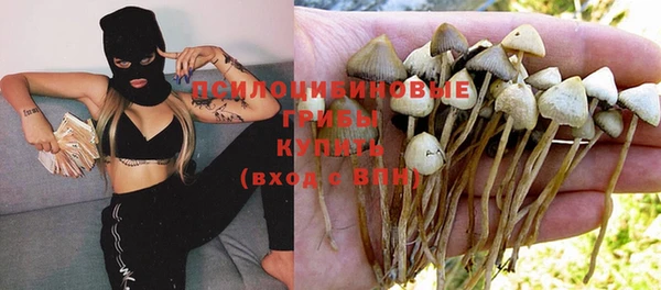 прущие грибы Щучье
